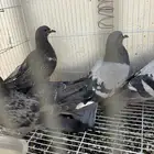 حمام سوادني علف للصقور نشيط