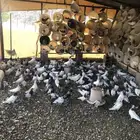 دجاج بلدي وحمام باكستاني