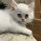 قط للتبني