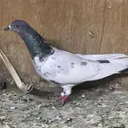 انثى بكستاني قولدن