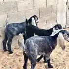 دواغير تيوس