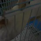 ببغاء روز على  السوم