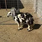 للبيع نعجه وطليان سواكن وجفار