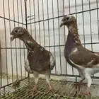 طبه اخواني