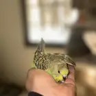 فروخ بادجي للبيع   انباعو