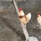 للبيع ديك لوهمان براون بيور