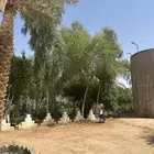 أشجار سدر وطلح جوز الهند وشكال منوعه