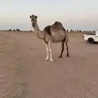 لقحه شقحاء