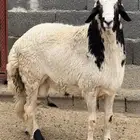طلي فحل جذع