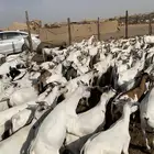 اهل الخميس جاكم المستورد المربى تيوس