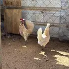 دجاج كويتي حباحب