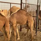 قعدان