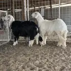 خروفين ذبايح مغلقه مره