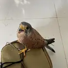 صقر شبوط للبيع