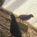 طيور كالفونيا منتج