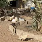 دجاج لهمان للبيع
