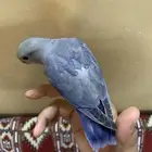 للبيع طيور روز اليفه