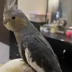 فرخ كروان اليف