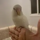 طير روز اليف هدد داخلي