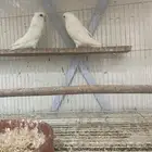 جوز روز محلل
