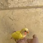 فرخ فيشر أصفر