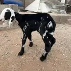 داغور