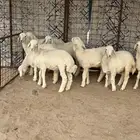 بهم مراح نضيف