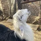 خروف نجدي