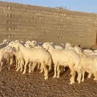 رخال تاسيس صنف جروم وروس ورقاب نوع فاخر
