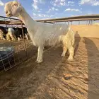 مشروع فحل نجدي فاخر
