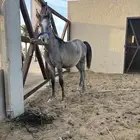 مهر عمره 6شهو