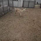 عنز مهجنه بوعل