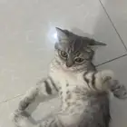 قط ذكر سكوتش