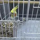 بغبغا ذكرى البغبغاء ماهو اليف
