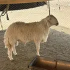 فحل صنف الصنف