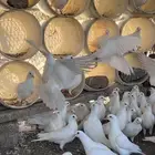 طبات حمام فرنسي