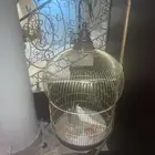 للبيع جوز كروان مع ستاند وقفص مستعجل