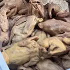 حمام لاحم