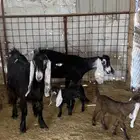 عنزين خوات بعض رباعيات مواليد