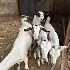 خمسه تيوس صغار ترضع من اي عنز
