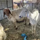 شياه لبيع
