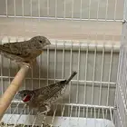 جوز مذبوح فنش