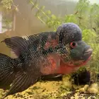 ذكرين سمكة فلور هورن