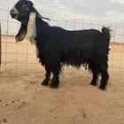 فحل عارضي صنف