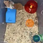 هامستر للبيع