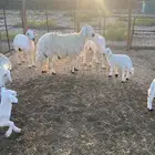 خروف حري فحل شرط القريع