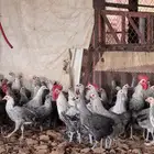 دجاج بياض فيومي شبابي