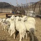 طليان ورخال