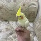 جوز كروان لاتينو