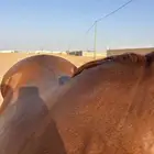 حصان شعبي كفووو حار